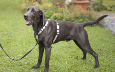 Joe Fritz | Weimaraner, 2 Jahre