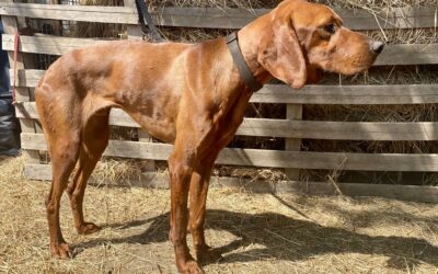 Pozsi | UK-Irish-Setter-Mix, 5 Jahre