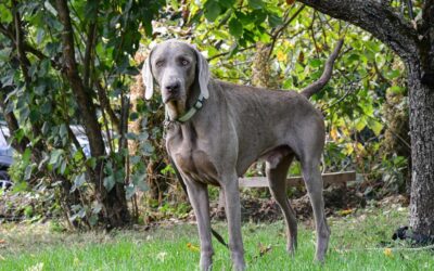 Hugo | Weimaraner, 4,5 Jahre